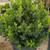 Boxwood 11 thumbnail