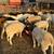 BORREGOS, SHEEPS, CHIVOS, GOATS FOR SALE 5 thumbnail