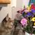 Wanted, Maine Coon Owner 1 thumbnail