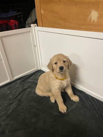 AKC Golden Retriever Puppies (Houston)63859313904387123