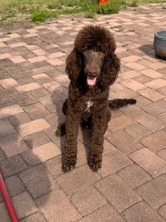 Stnd poodle - chocolate pup male 1