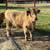 Mini Cattle 5 thumbnail