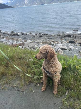 small standard poodle needs new home 1