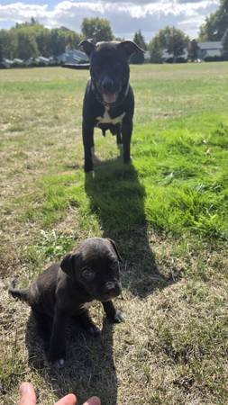 Rehoming sweet puppy (Hillsboro)63842373065729120
