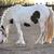 Gypsy Vanner 5 thumbnail