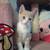 Rehoming 2 kittens 1 thumbnail