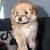 Maltipom Pups 2 thumbnail
