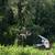 BOBCAT SERVICES Land Clearing,Grading/Leveling, Demo,Hauling,Landscape 10 thumbnail