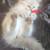 Exotic Himalayan kittens looking for loving homes 4 thumbnail