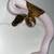 Yellowbelly Pied Ball Python 1 thumbnail