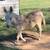 MINI DONKEYS 3 thumbnail