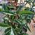 Grafted Loquat Tree 3 thumbnail