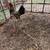 Two Batam roosters 4 thumbnail