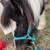 Pony 3 thumbnail