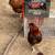 Silkies 2 thumbnail