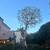 TITLE: 🌳 TREE TRIMMING & REMOVAL – FREE ESTIMATES 🌳 BODY: Professi 4 thumbnail