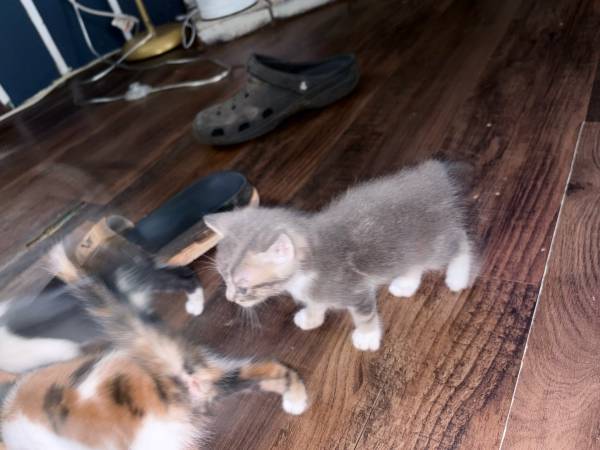 Japanese Bobtail kittens (Middlesex)63908217193987124