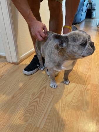 Frenchie de 7 años - $100 (Oceanside)63894602915330120