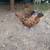 2 polish hens 2 easter egger 1 thumbnail
