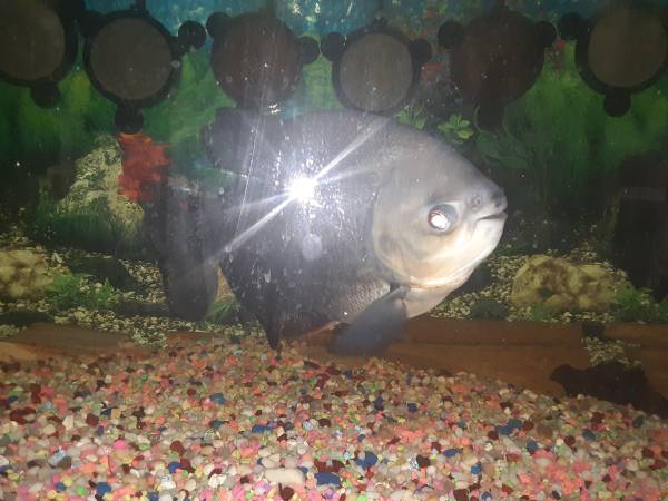 seeking a large pacu or mult pacus 1