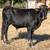 Longhorn bull/steer calves 6 thumbnail