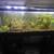 60 gallon Fish tank stand heater 2 grow lights filter will help move 1 thumbnail
