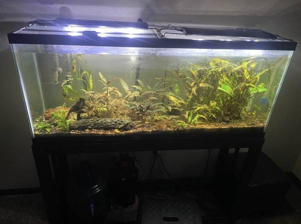 60 gallon Fish tank stand heater 2 grow lights filter will help move 1