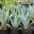 CACTUS Century Plants Blue Agave or Yellow Edges 3 Gal. Pots 1 thumbnail