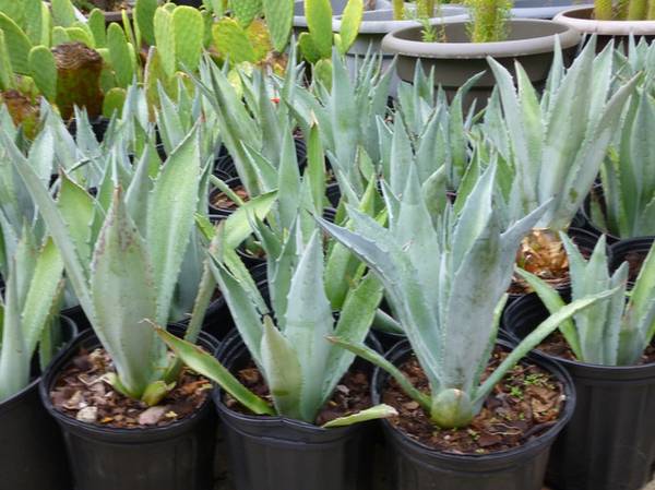 CACTUS Century Plants Blue Agave or Yellow Edges 3 Gal. Pots 1