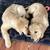 AKC golden retriever pups 2 thumbnail
