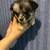 Chihuahua 4 thumbnail
