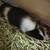 **Female guinea pig** 2 thumbnail