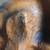 Big Sky Carvers Wood Purdy Dog 4 thumbnail