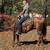 Red Roan Quarter Horse Broke to Ride - Carl 2 thumbnail