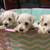 Mini schnauzers 1 thumbnail