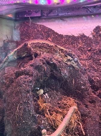 Gargoyle Gecko with Tall Large Terrarium (Port Orchard)63885717873281120