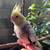 COCKATIEL 4 thumbnail