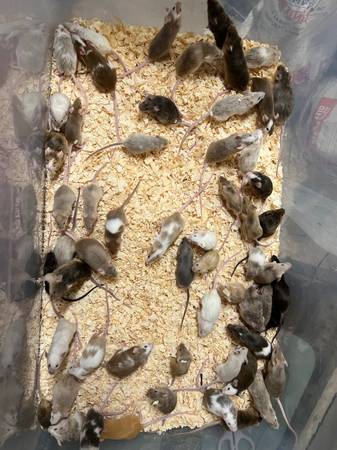 Fancy mice established breeding colonies64178876030977121