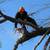 general tree services emergency tree services 3 thumbnail