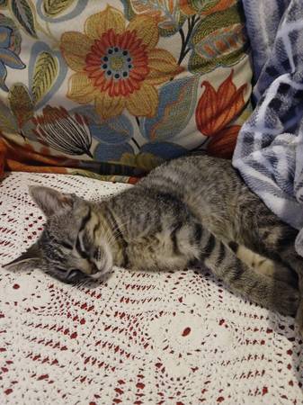 Female Kitty (Sash) (Wichita)64312248824065122