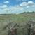 Mixed grass square bales 3 thumbnail