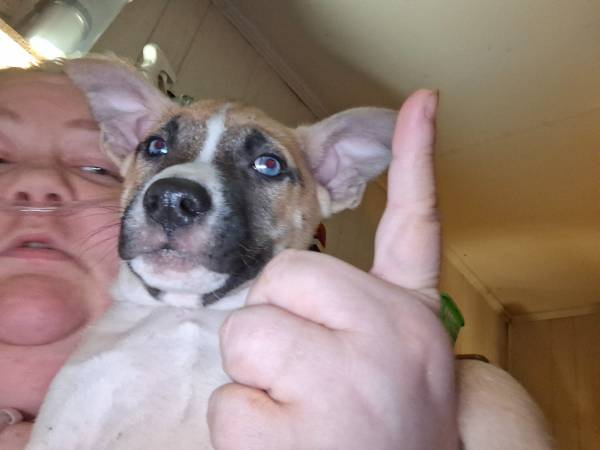 PITSKY PUPS se aplica tarifa de reubicación (Maple Hill)63619037366913123
