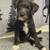 Schnauzer puppy 2 thumbnail