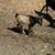 Baby Mini Nigerian Pygmy Goats 5 thumbnail