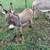 MINIATURE JERUSALEM DONKEY 2 thumbnail