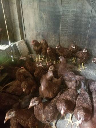 Chickens 1