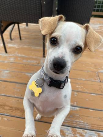 Cruce de Chihuahua/Beagle necesita un nuevo hogar (healdsburg / windsor)63836593114243120