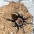 Tarantula 1 thumbnail
