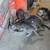 Loving Cat 2 thumbnail