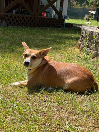 Young Corgi/Chihuahua Mix – Neutered, House-Trained & Crate-Trained (Puyallup)